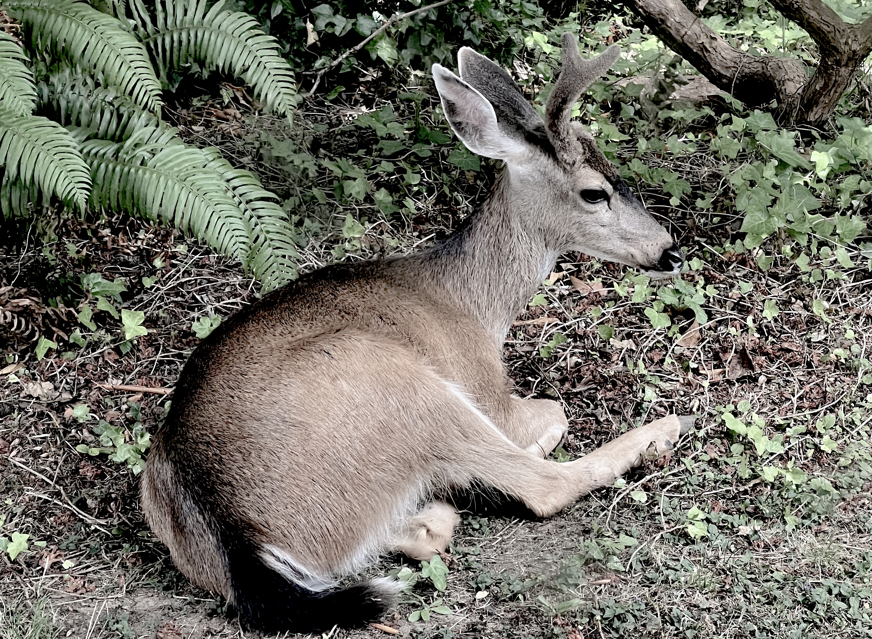 desaturated deer image - photo by Tesla Lyon
